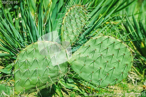 Image of Cactus in Botanical Garden