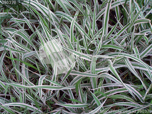 Image of Chlorophytum