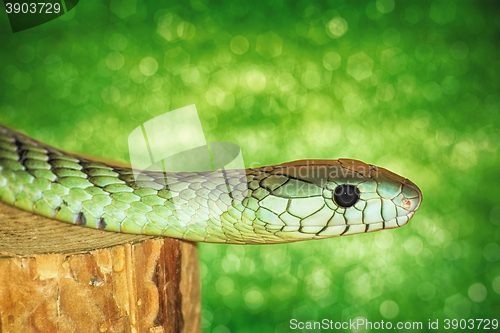 Image of Green Snake