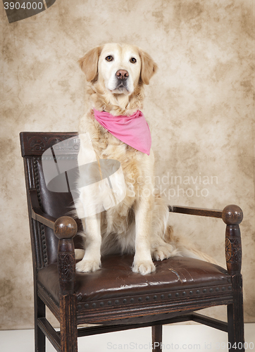 Image of golden retriever studio portrait