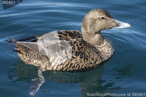 Image of Common Eider