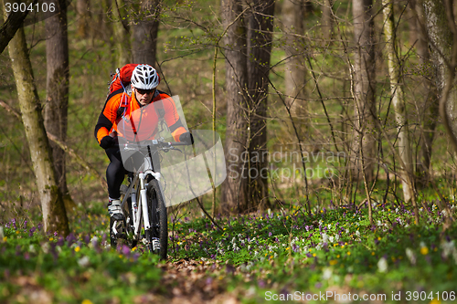 Image of Mountain Bike cyclist riding single track