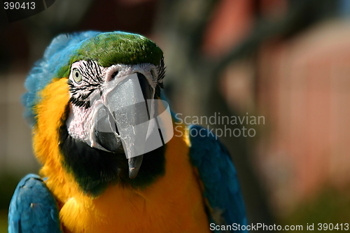 Image of Macaw (3263)