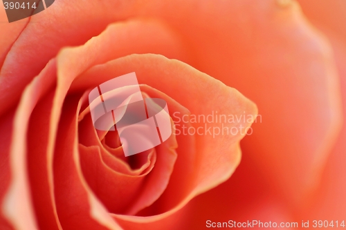 Image of Soft Rose Petals (2754)