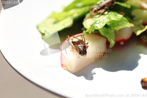 Image of cricket and vegetable salad