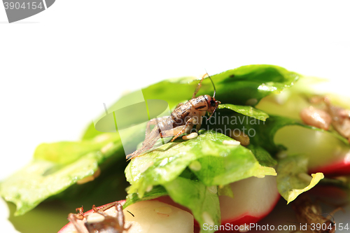 Image of cricket and vegetable salad