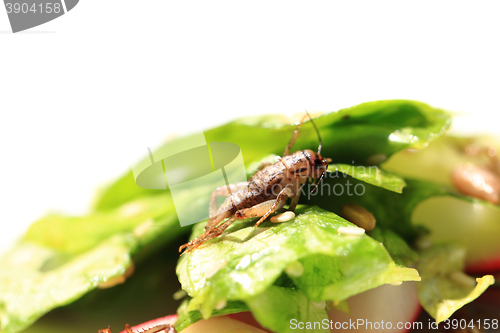 Image of cricket and vegetable salad