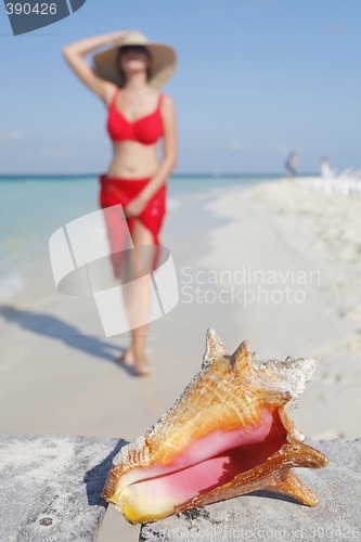 Image of Life is a Beach (Conch)