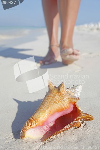 Image of Life is a Beach (Conch)