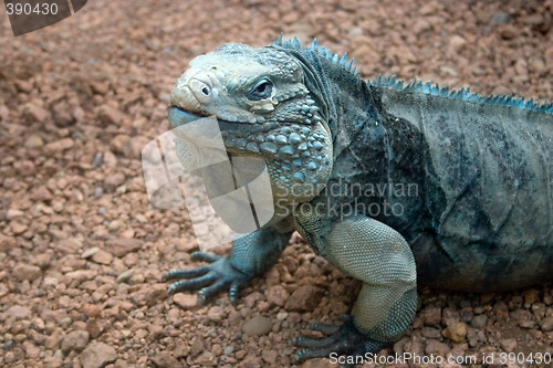 Image of Kamodo Dragon