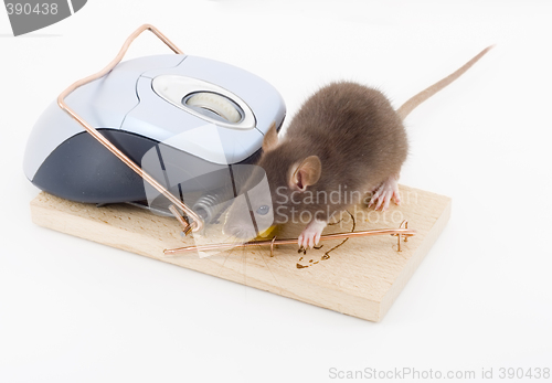 Image of Clever Mouse