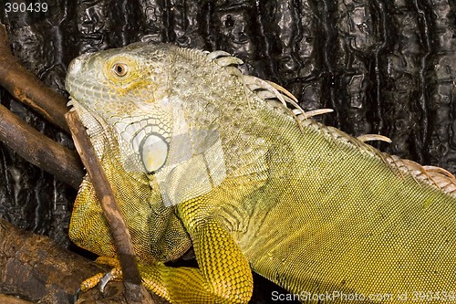 Image of Iguana iguana