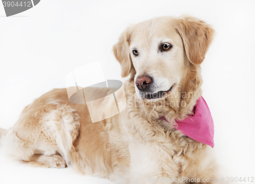 Image of golden retriever lying