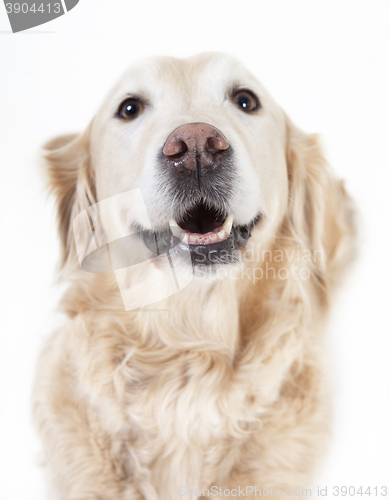 Image of golden retriever head