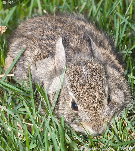 Image of Baby Bunny