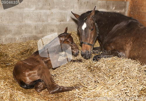 Image of Mare with foal after birth
