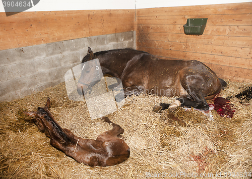 Image of Mare gave birth to foals