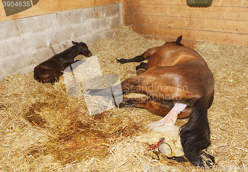 Image of foaling