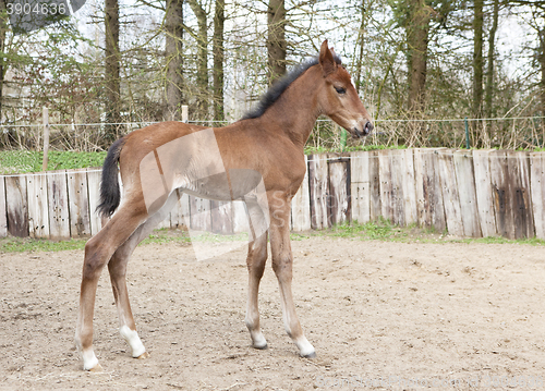 Image of brown Warmblood foals