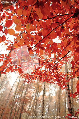 Image of autumn leaves background