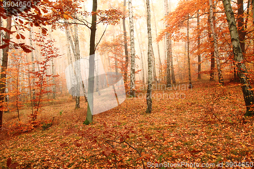 Image of color autumn forest 