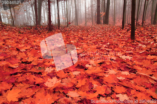 Image of autumn leaves background