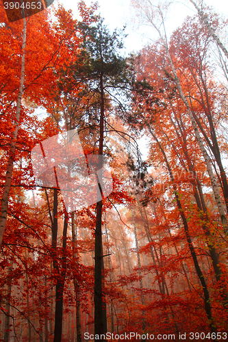 Image of color autumn forest 