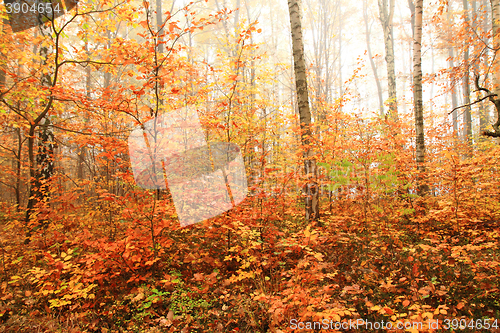 Image of color autumn forest 