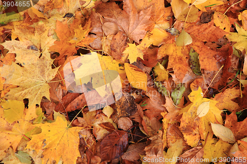 Image of autumn leaves background