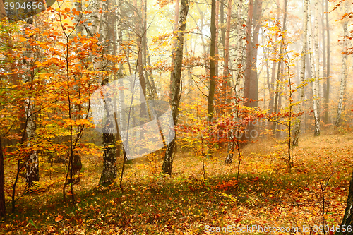 Image of color autumn forest 