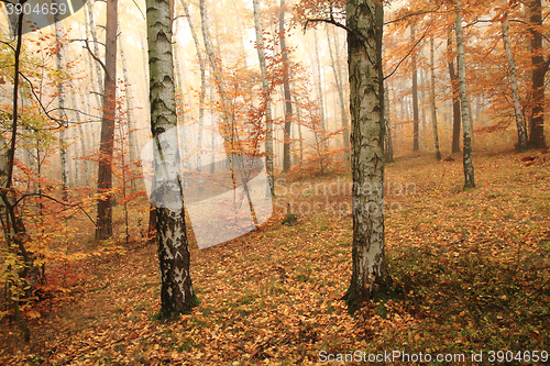 Image of color autumn forest 