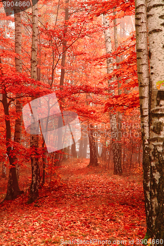 Image of color autumn forest 
