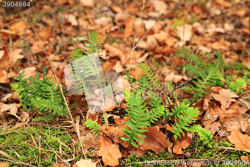 Image of wall fern plant with sweet root