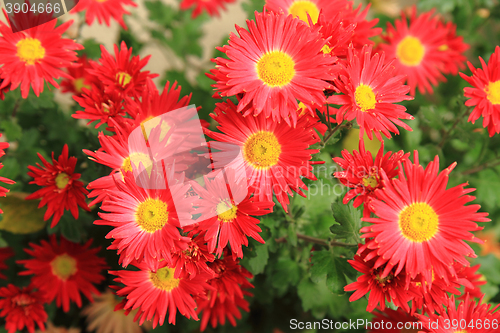 Image of red autumn flowers