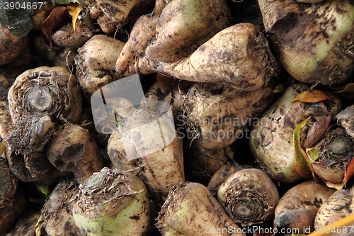 Image of sugar beet roots