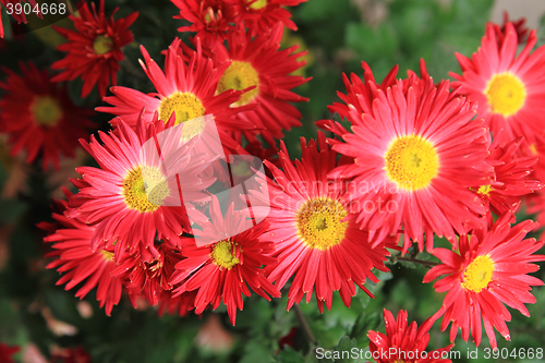 Image of red autumn flowers