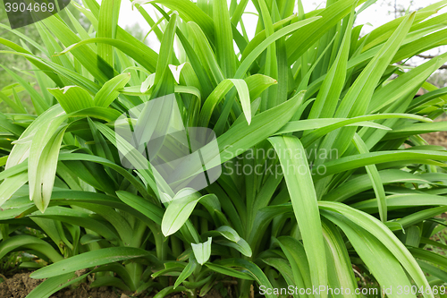 Image of Long leaves of flowers