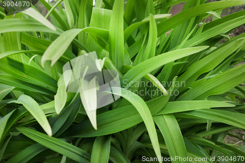 Image of Long leaves of flowers