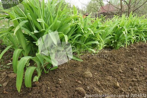 Image of Long leaves