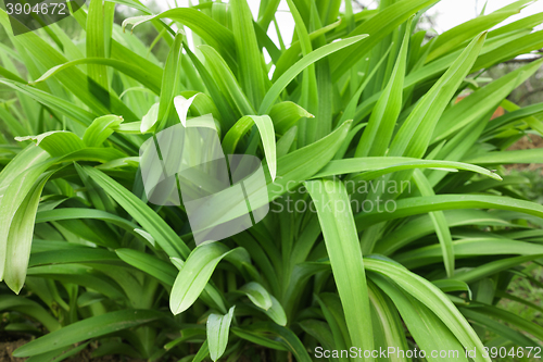 Image of Long leaves of flowers