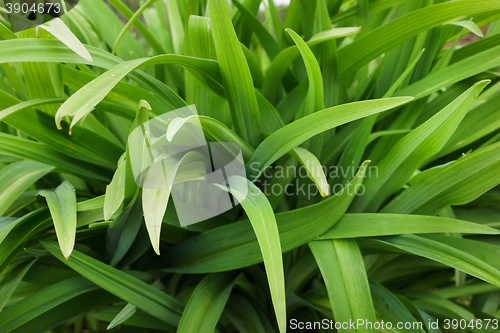 Image of Long leaves of flowers