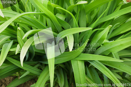 Image of Long leaves of flowers