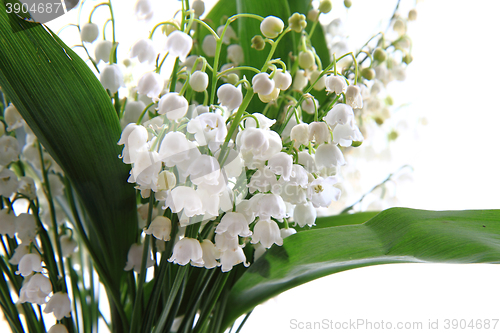 Image of lily of valley