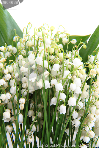 Image of lily of valley