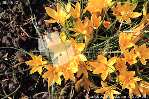Image of yellow crocus flowers