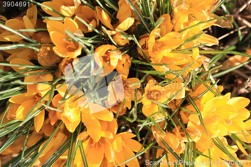 Image of yellow crocus flowers