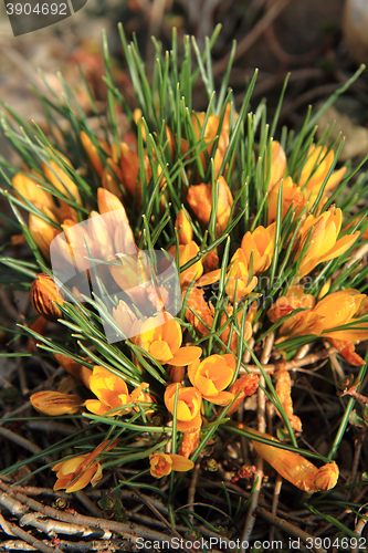 Image of yellow crocus flowers