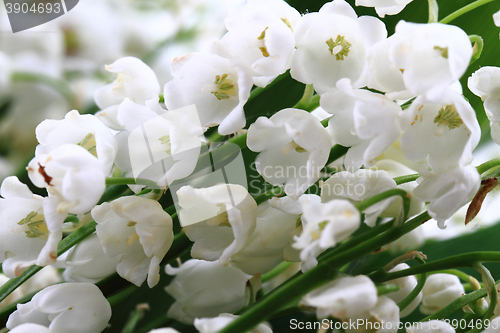 Image of lily of valley