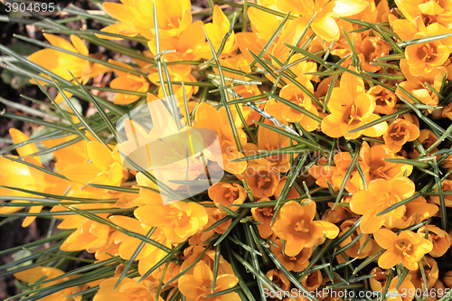 Image of yellow crocus flowers