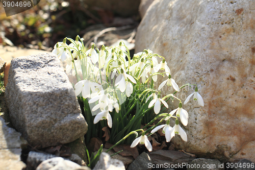 Image of spring snowdrops flowers